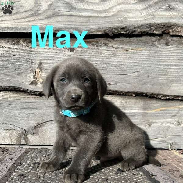 Max, Charcoal Labrador Retriever Puppy